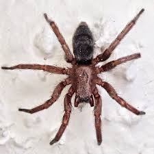 Attēlu rezultāti vaicājumam “Gnaphosidae”