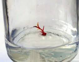 Attēlu rezultāti vaicājumam “Vaccinium vitis-idaea bud”