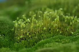 Attēlu rezultāti vaicājumam “Bryum”