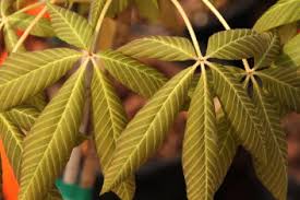 Attēlu rezultāti vaicājumam “Aesculus x neglecta”