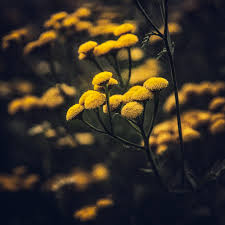 Attēlu rezultāti vaicājumam “Tanacetum vulgare flower”