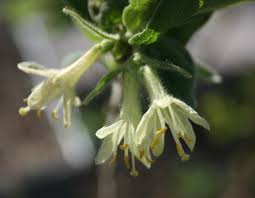 Attēlu rezultāti vaicājumam “Lonicera caerulea var. pallasii flower”