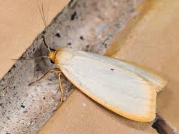 Attēlu rezultāti vaicājumam “Cybosia mesomella”