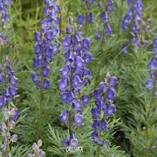 Image result for Aconitum napellus
