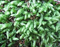 Attēlu rezultāti vaicājumam “Plagiothecium latebricola macro”