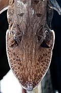 Image result for Scaphirhynchus platorynchus