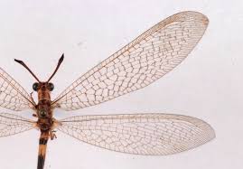 Attēlu rezultāti vaicājumam “Myrmeleontidae imago”