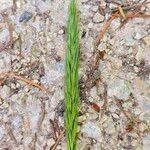 Attēlu rezultāti vaicājumam “Hordelymus europaeus fruit”