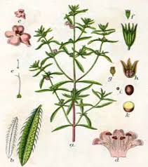 Image result for Satureja hortensis