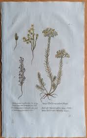 Image result for Mauerpfeffer