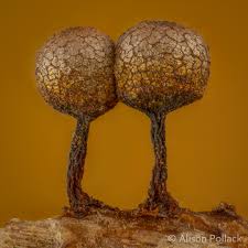 Attēlu rezultāti vaicājumam “Cribraria piriformis spores”