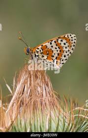 Attēlu rezultāti vaicājumam “Melitaea didyma underside”