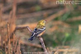 Image result for Dendroica castanea