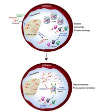Attēlu rezultāti vaicājumam “Diderma umbilicatum plasmodium”