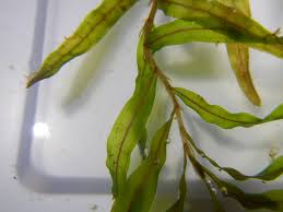 Attēlu rezultāti vaicājumam “Potamogeton trichoides leaf”