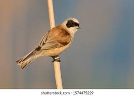 Attēlu rezultāti vaicājumam “Remiz pendulinus”