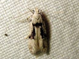 Attēlu rezultāti vaicājumam “Carpatolechia alburnella”