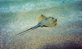 Image result for Dasyatis pastinaca