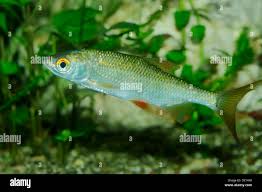 Image result for Rutilus rutilus