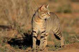 Attēlu rezultāti vaicājumam “Felis silvestris catus adult”