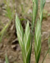 Attēlu rezultāti vaicājumam “Bromopsis benekenii”