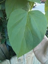 Attēlu rezultāti vaicājumam “Catalpa”