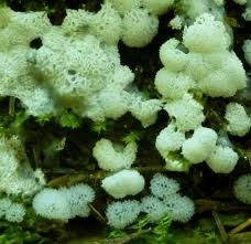 Attēlu rezultāti vaicājumam “Ceratiomyxa fruticulosa young”