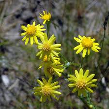 Attēlu rezultāti vaicājumam “Senecio vernalis flower”