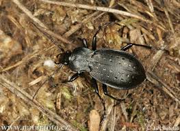 Attēlu rezultāti vaicājumam “Carabus hortensis”