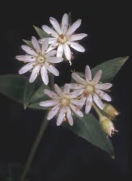 Attēlu rezultāti vaicājumam “Stellaria crassifolia leaf”