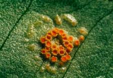 Attēlu rezultāti vaicājumam “Puccinia sessilis”