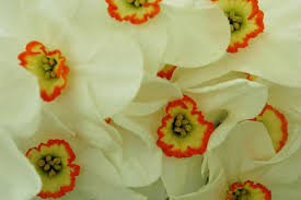 Attēlu rezultāti vaicājumam “Narcissus poeticus”