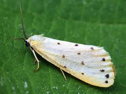 Attēlu rezultāti vaicājumam “Setina irrorella”