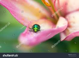 Attēlu rezultāti vaicājumam “Linaeidea aenea”