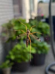 Attēlu rezultāti vaicājumam “Dictenidia bimaculata”