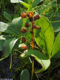 Attēlu rezultāti vaicājumam “Menyanthes trifoliata”