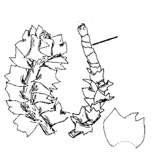 Attēlu rezultāti vaicājumam “Lophozia laxa”