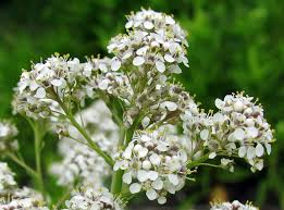 Attēlu rezultāti vaicājumam “Lepidium latifolium leaf”