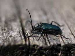 Attēlu rezultāti vaicājumam “Gaurotes virginea”