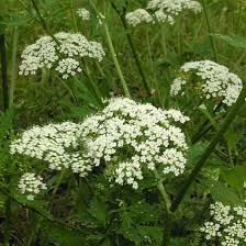 Image result for Pimpinella saxifraga