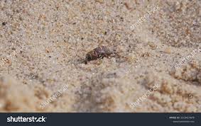 Attēlu rezultāti vaicājumam “Pissodes piniphilus”