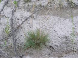 Attēlu rezultāti vaicājumam “Corynephorus canescens”