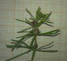 Attēlu rezultāti vaicājumam “Geocrypta galii”