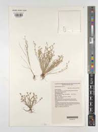 Attēlu rezultāti vaicājumam “Juncus nastanthus”