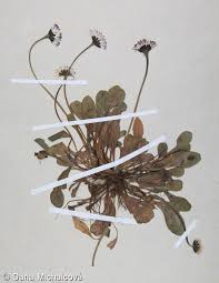 Attēlu rezultāti vaicājumam “Bellis perennis bud”