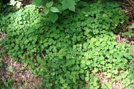 Attēlu rezultāti vaicājumam “Oxalis acetosella fruit”