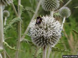 Attēlu rezultāti vaicājumam “Echinops sphaerocephalus”