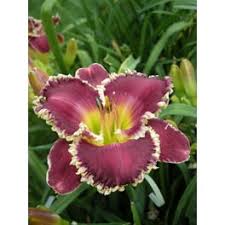 Image result for Hemerocallis `Moses Fire`