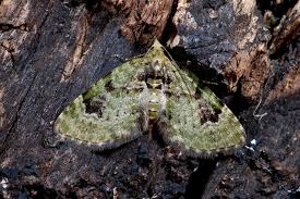 Attēlu rezultāti vaicājumam “Chloroclystis v-ata”