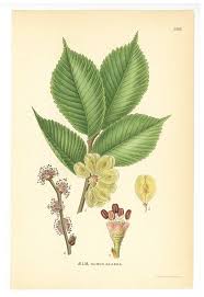 Attēlu rezultāti vaicājumam “Ulmus glabra”